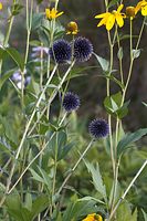 Flora-Distel-20060814-17.jpg
