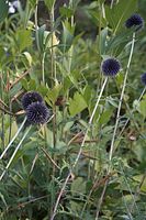 Flora-Distel-20060814-18.jpg