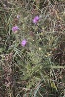 Flora-Distel-20060818-26.jpg