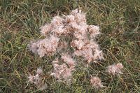 Flora-Distel-20060818-27.jpg