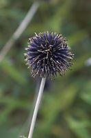 Dateiname=Flora-Distel-20060821-15.jpg
Dateigröße=113KB
Abmessungen: 480x720
hinzugefügt am: 11. September 2014 Flora-Distel-20060821-15.jpg