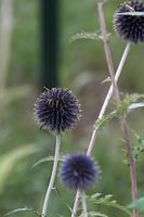 Flora-Distel-20060821-16.jpg