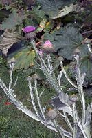 Flora-Distel-20070626-110a.jpg