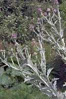 Flora-Distel-20070626-111a.jpg