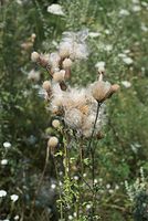 Dateiname=Flora-Distel-20070805-160.jpg
Dateigröße=181KB
Abmessungen: 484x720
hinzugefügt am: 11. September 2014 Flora-Distel-20070805-160.jpg