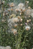 Flora-Distel-20070805-161.jpg
