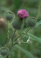 Flora-Distel-20090719-35.jpg