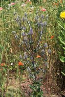 Flora-Distel-20100702-57.jpg