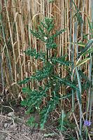 Flora-Distel-20100706-50.jpg