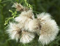 Flora-Distel-20100717-125.jpg