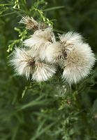 Flora-Distel-20100717-126.jpg