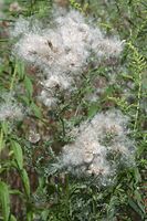 Flora-Distel-20100731-20.jpg