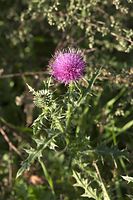 Flora-Distel-20100919-43.jpg
