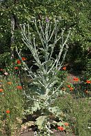 Flora-Disteln-20100702-91.jpg