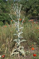 Flora-Disteln-20100702-92.jpg