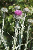 Flora-Disteln-20100702-93.jpg