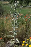 Flora-Disteln-20100702-94.jpg