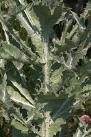 Flora-Disteln-20100702-95.jpg