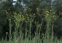 Flora-Doldiges-Habichtskraut-20090719-50.jpg