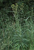 Dateiname=Flora-Doldiges-Habichtskraut-20090719-51.jpg
Dateigröße=267KB
Abmessungen: 488x720
hinzugefügt am: 11. September 2014 Flora-Doldiges-Habichtskraut-20090719-51.jpg