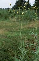 Dateiname=Flora-Doldiges-Habichtskraut-20090719-52.jpg
Dateigröße=210KB
Abmessungen: 467x720
hinzugefügt am: 11. September 2014 Flora-Doldiges-Habichtskraut-20090719-52.jpg