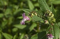 Dateiname=Flora-Druesiges-Springkraut-20100731-104.jpg
Dateigröße=145KB
Abmessungen: 720x480
hinzugefügt am: 11. September 2014 Flora-Druesiges-Springkraut-20100731-104.jpg