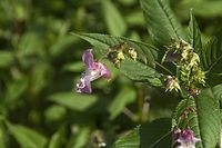 Flora-Druesiges-Springkraut-20100731-104.jpg