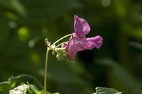 Dateiname=Flora-Druesiges-Springkraut-20100731-106.jpg
Dateigröße=96KB
Abmessungen: 720x480
hinzugefügt am: 11. September 2014 Flora-Druesiges-Springkraut-20100731-106.jpg