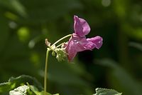 Flora-Druesiges-Springkraut-20100731-106.jpg