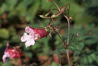 Dateiname=Flora-Druesiges-Springkraut-20101010-30035.jpg
Dateigröße=134KB
Abmessungen: 720x481
hinzugefügt am: 11. September 2014 Flora-Druesiges-Springkraut-20101010-30035.jpg