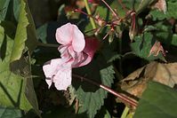 Dateiname=Flora-Druesiges-Springkraut-20101010-30037.jpg
Dateigröße=156KB
Abmessungen: 720x481
hinzugefügt am: 11. September 2014 Flora-Druesiges-Springkraut-20101010-30037.jpg