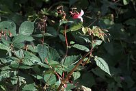 Dateiname=Flora-Druesiges-Springkraut-20101010-30038.jpg
Dateigröße=198KB
Abmessungen: 720x481
hinzugefügt am: 11. September 2014 Flora-Druesiges-Springkraut-20101010-30038.jpg