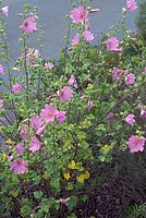 Dateiname=Flora-Echter-Eibisch-20070626-216.jpg
Dateigröße=280KB
Abmessungen: 484x720
hinzugefügt am: 11. September 2014 Flora-Echter-Eibisch-20070626-216.jpg