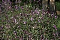 Dateiname=Flora-Echter-Lavendel-20090620-20.jpg
Dateigröße=267KB
Abmessungen: 720x481
hinzugefügt am: 11. September 2014 Flora-Echter-Lavendel-20090620-20.jpg