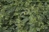 Dateiname=Flora-Echter-Nelkwurtz-20070517-54.jpg
Dateigröße=169KB
Abmessungen: 720x484
hinzugefügt am: 11. September 2014 Flora-Echter-Nelkwurtz-20070517-54.jpg