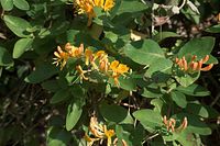 Dateiname=Flora-Echtes-Geissblatt-20090608-089.jpg
Dateigröße=190KB
Abmessungen: 720x481
hinzugefügt am: 11. September 2014 Flora-Echtes-Geissblatt-20090608-089.jpg