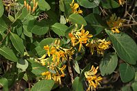 Dateiname=Flora-Echtes-Geissblatt-20090608-094.jpg
Dateigröße=216KB
Abmessungen: 720x481
hinzugefügt am: 11. September 2014 Flora-Echtes-Geissblatt-20090608-094.jpg
