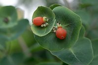 Dateiname=Flora-Echtes-Geissblatt-20120701-27.jpg
Dateigröße=115KB
Abmessungen: 720x478
hinzugefügt am: 11. September 2014 Flora-Echtes-Geissblatt-20120701-27.jpg