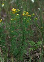 Dateiname=Flora-Echtes-Johanniskraut-20090629-25.jpg
Dateigröße=195KB
Abmessungen: 513x720
hinzugefügt am: 11. September 2014 Flora-Echtes-Johanniskraut-20090629-25.jpg