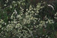 Dateiname=Flora-Echtes-Labkraut-20100630-57.jpg
Dateigröße=250KB
Abmessungen: 720x481
hinzugefügt am: 11. September 2014 Flora-Echtes-Labkraut-20100630-57.jpg