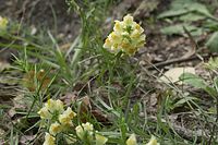 Dateiname=Flora-Echtes-Leinkraut-20100918-11.jpg
Dateigröße=199KB
Abmessungen: 720x480
hinzugefügt am: 11. September 2014 Flora-Echtes-Leinkraut-20100918-11.jpg