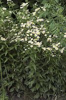 Flora-Einjaehriges-Berufskraut-20070617-20a.jpg
