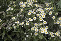 Dateiname=Flora-Einjaehriges-Berufskraut-20070617-21a.jpg
Dateigröße=237KB
Abmessungen: 720x480
hinzugefügt am: 11. September 2014 Flora-Einjaehriges-Berufskraut-20070617-21a.jpg