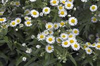 Dateiname=Flora-Einjaehriges-Berufskraut-20070617-22a.jpg
Dateigröße=214KB
Abmessungen: 720x480
hinzugefügt am: 11. September 2014 Flora-Einjaehriges-Berufskraut-20070617-22a.jpg