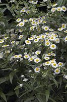 Flora-Einjaehriges-Berufskraut-20070617-23a.jpg