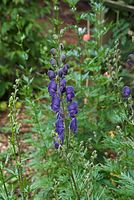 Dateiname=Flora-Eisenhut-20080626-35.jpg
Dateigröße=216KB
Abmessungen: 485x720
hinzugefügt am: 11. September 2014 Flora-Eisenhut-20080626-35.jpg