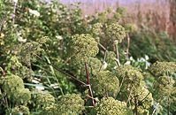 Flora-Engelwurz-200107-74.jpg