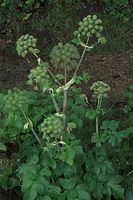 Flora-Engelwurz-20090531-89.jpg