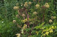 Flora-Engelwurz-20100708-10.jpg