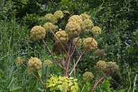Flora-Engelwurz-20100708-11.jpg